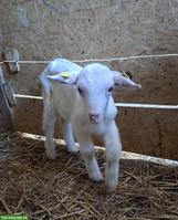 Junger Saanenziege Bock mit Papier