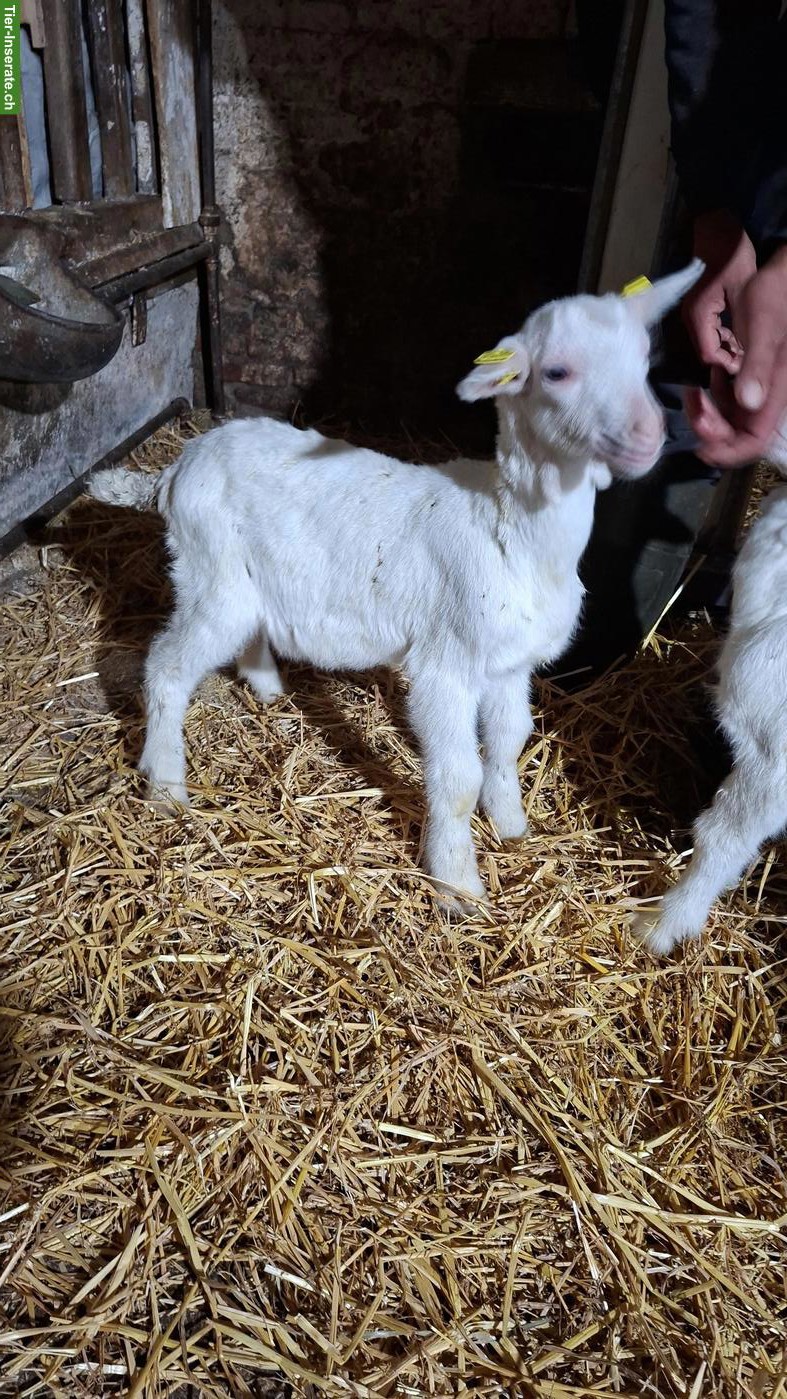 Bild 2: 2 junge Saanenziege Bock mit Papier
