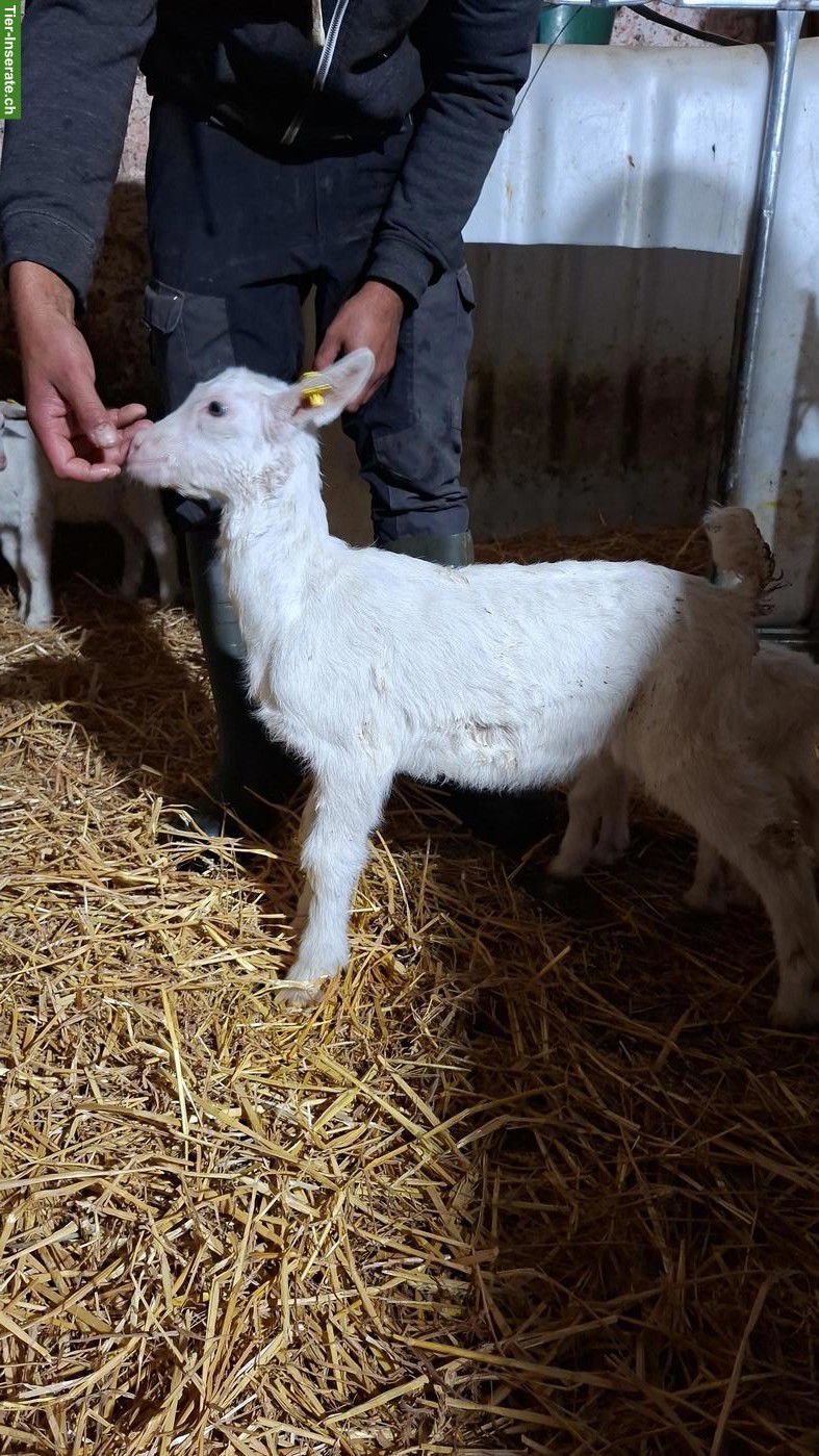 Bild 3: 2 junge Saanenziege Bock mit Papier