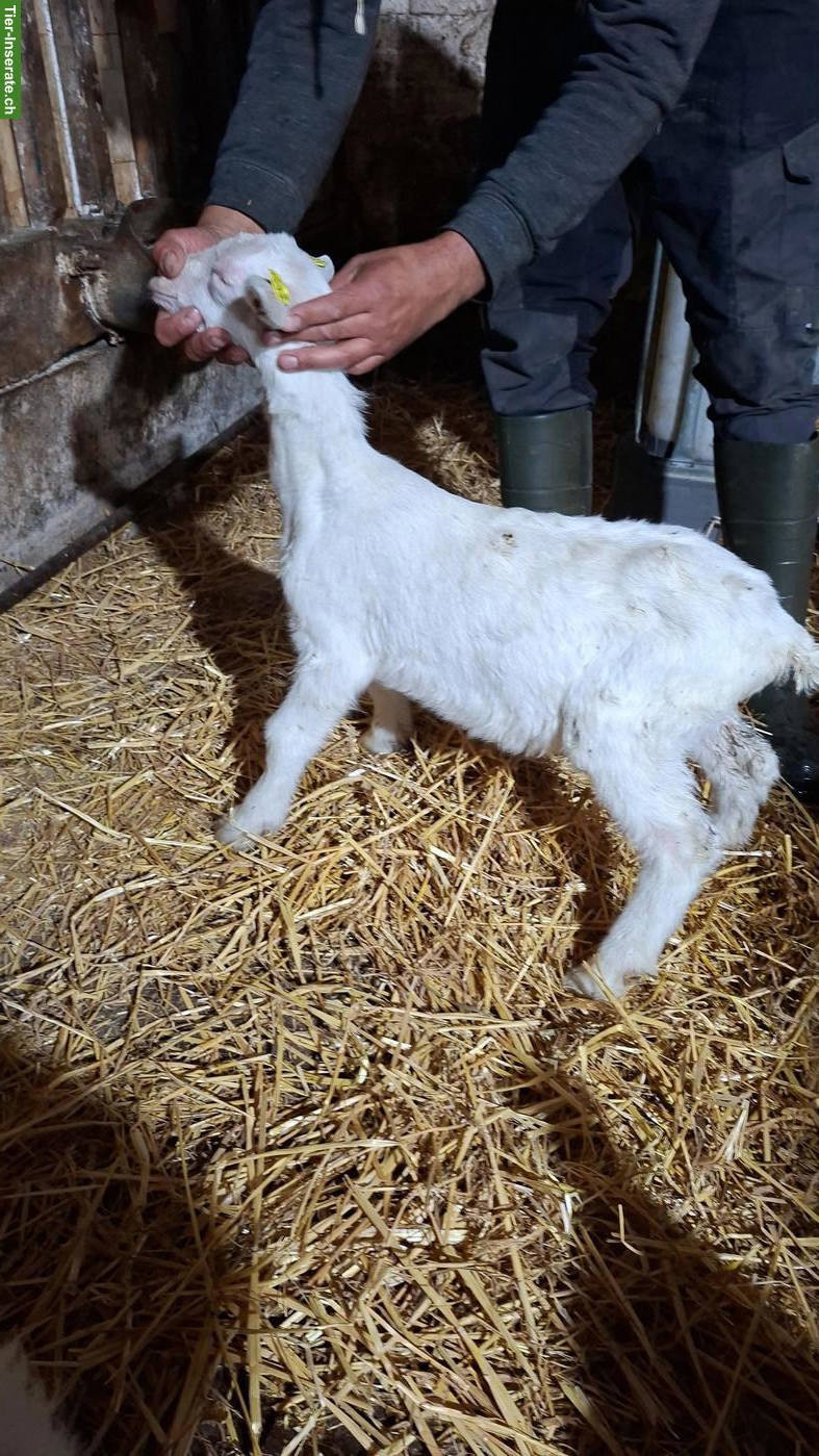 Bild 4: 2 junge Saanenziege Bock mit Papier