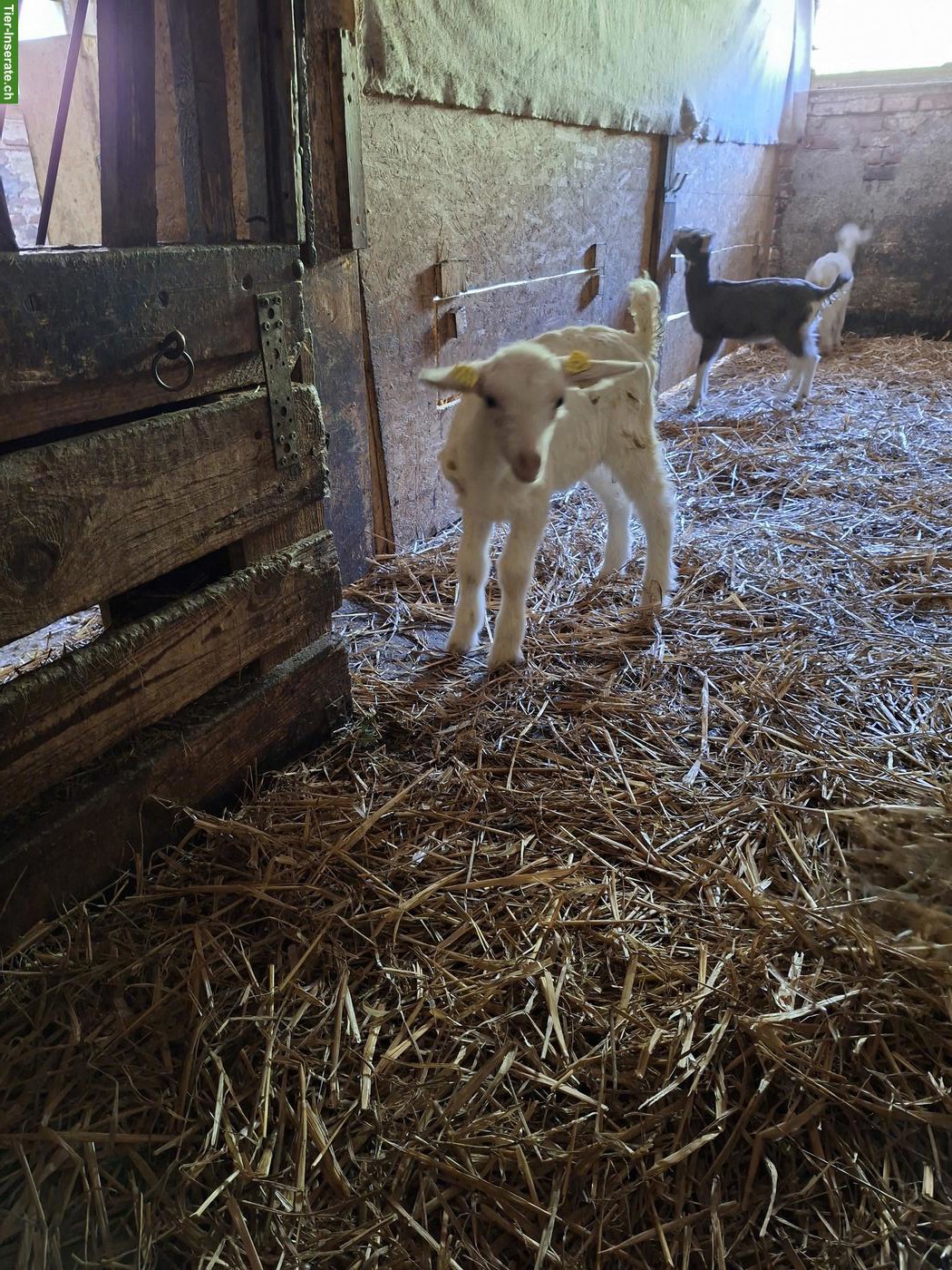 Bild 5: 2 junge Saanenziege Bock mit Papier