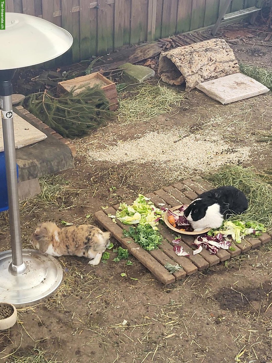 Älteres männliches Kaninchen gesucht