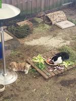 Älteres männliches Kaninchen gesucht