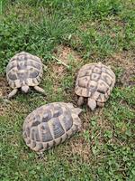 Griechische Landschildkröten Weibchen