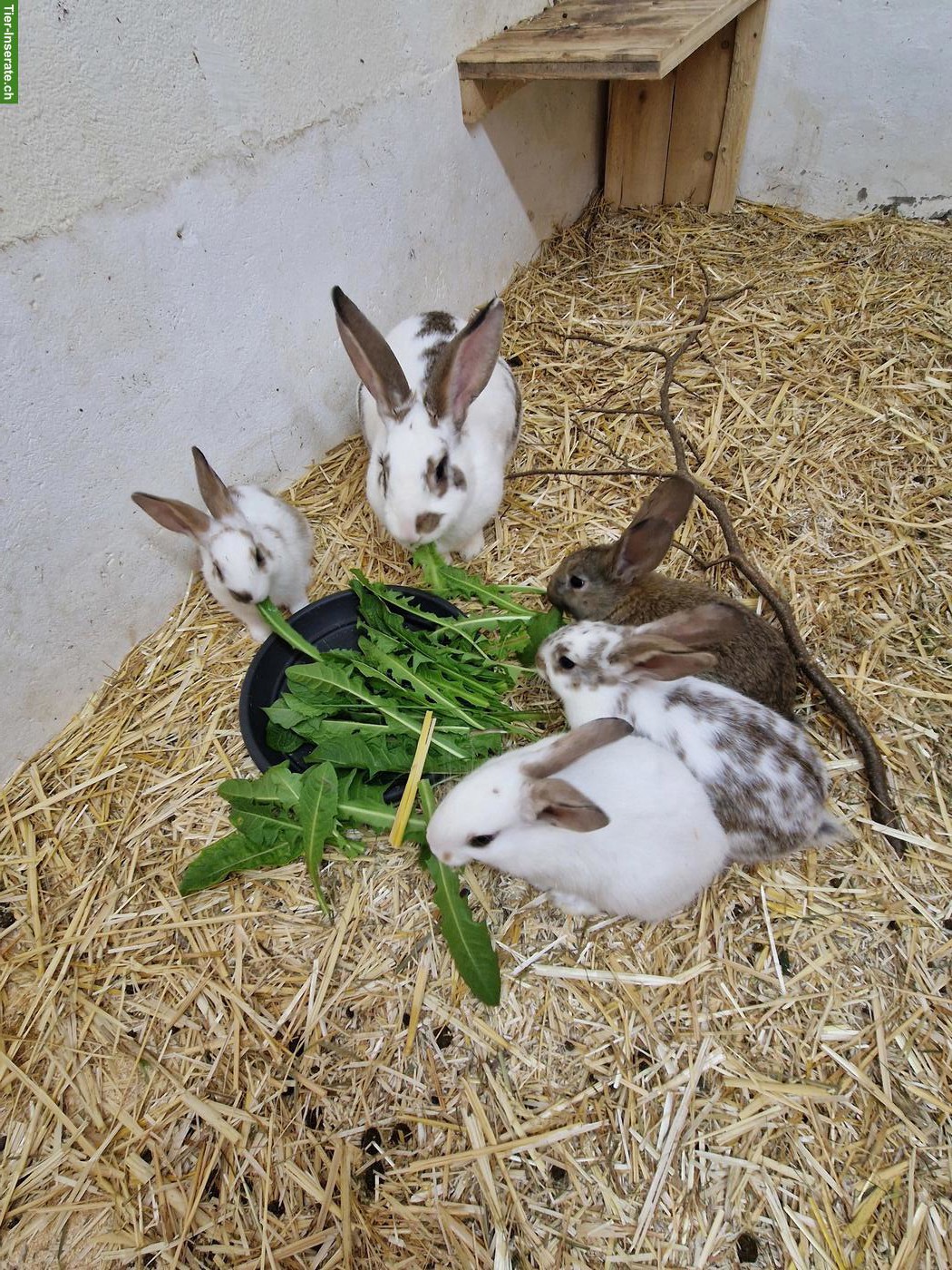 4 süsse junge Kaninchen suchen Zuhause