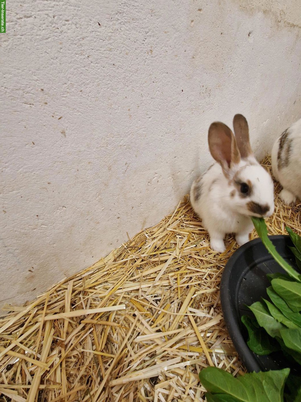 Bild 2: 4 süsse junge Kaninchen suchen Zuhause