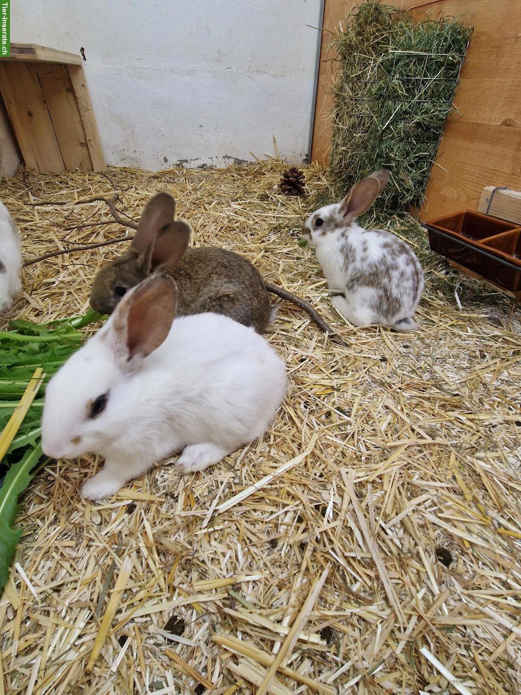 Bild 3: 4 süsse junge Kaninchen suchen Zuhause