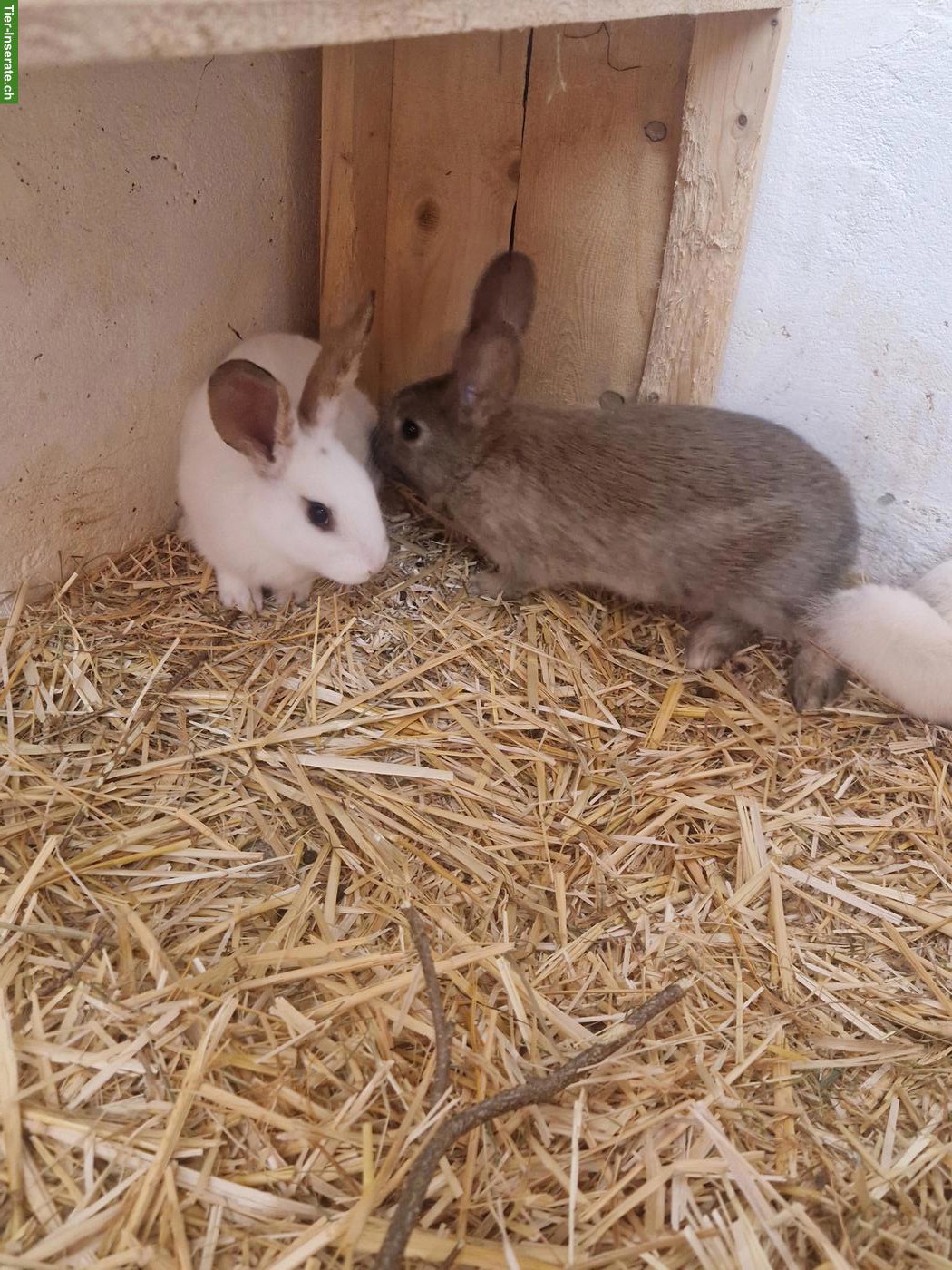 Bild 4: 4 süsse junge Kaninchen suchen Zuhause