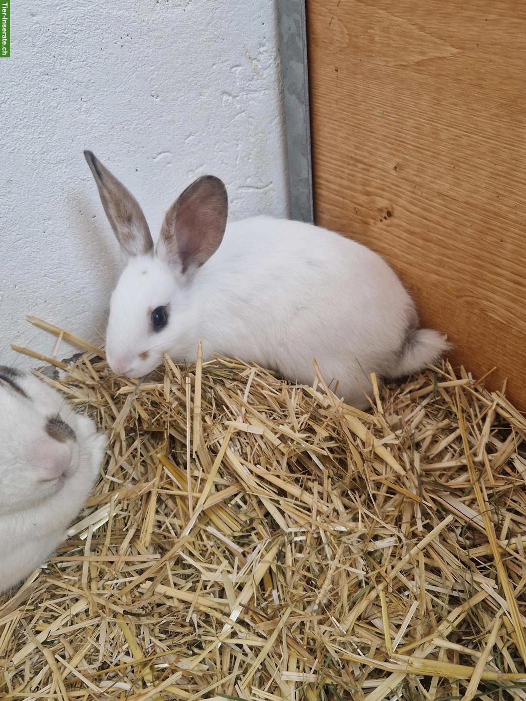Bild 5: 4 süsse junge Kaninchen suchen Zuhause