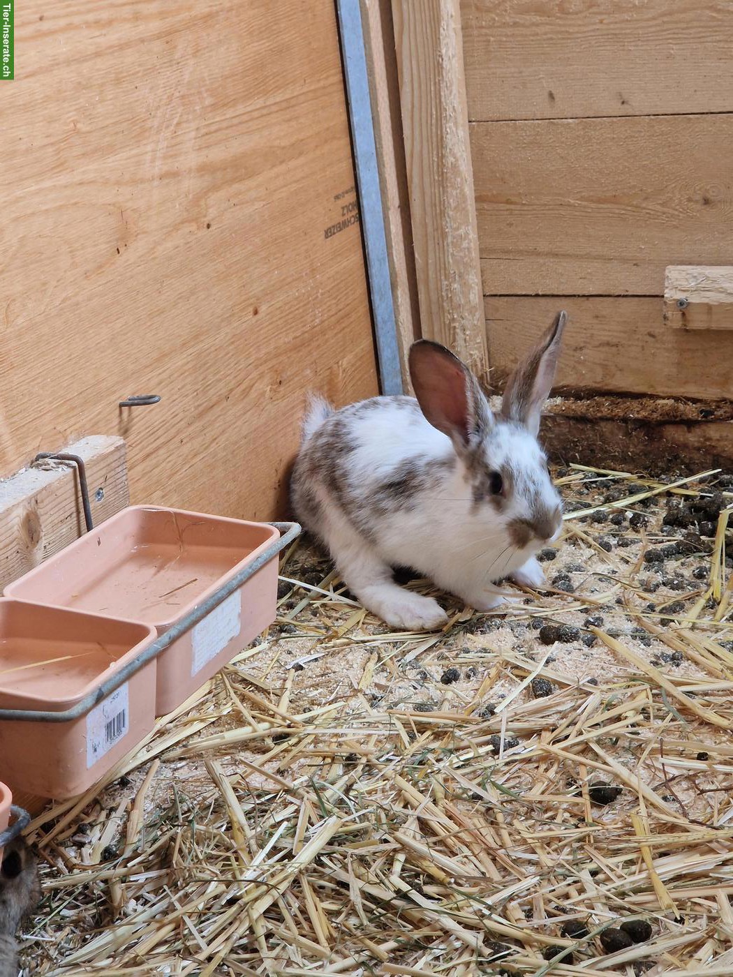 Bild 6: 4 süsse junge Kaninchen suchen Zuhause