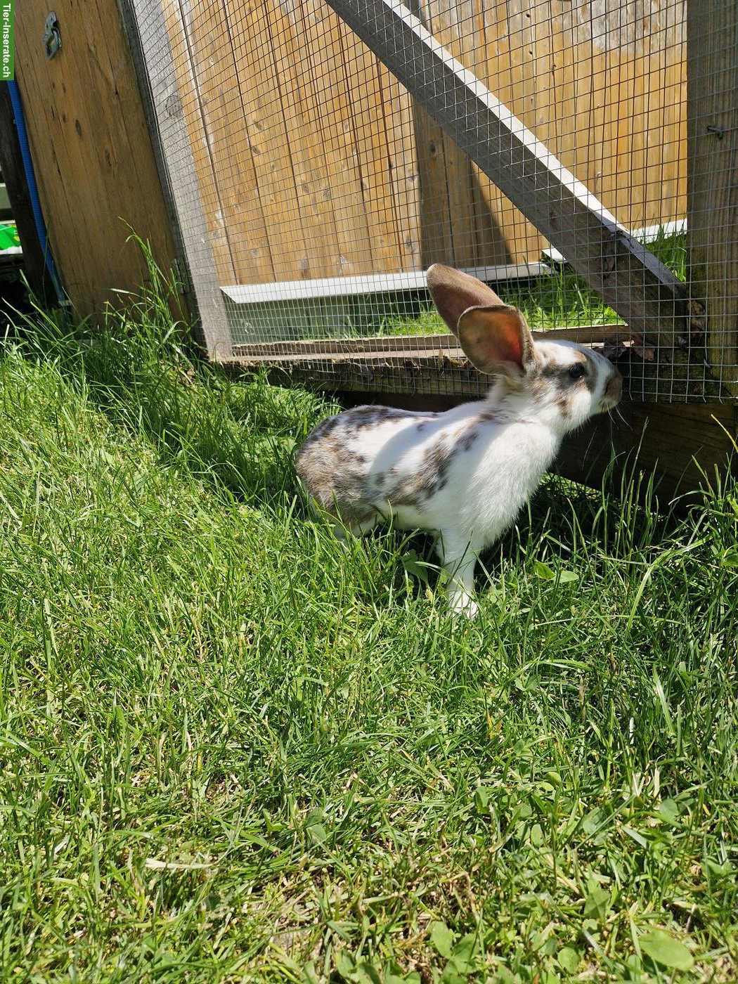 Bild 8: 4 süsse junge Kaninchen suchen Zuhause