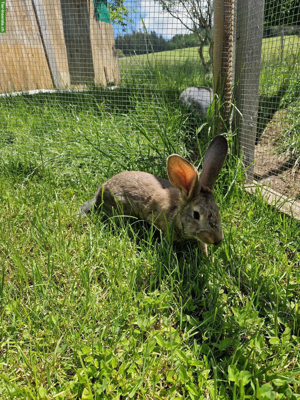 Bild 9: 4 süsse junge Kaninchen suchen Zuhause