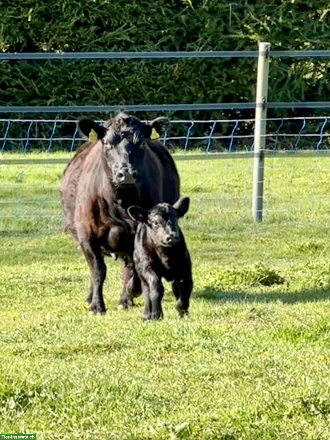 Bild 3: Lowline Cattle Kuh mit Munikalb bei Fuss