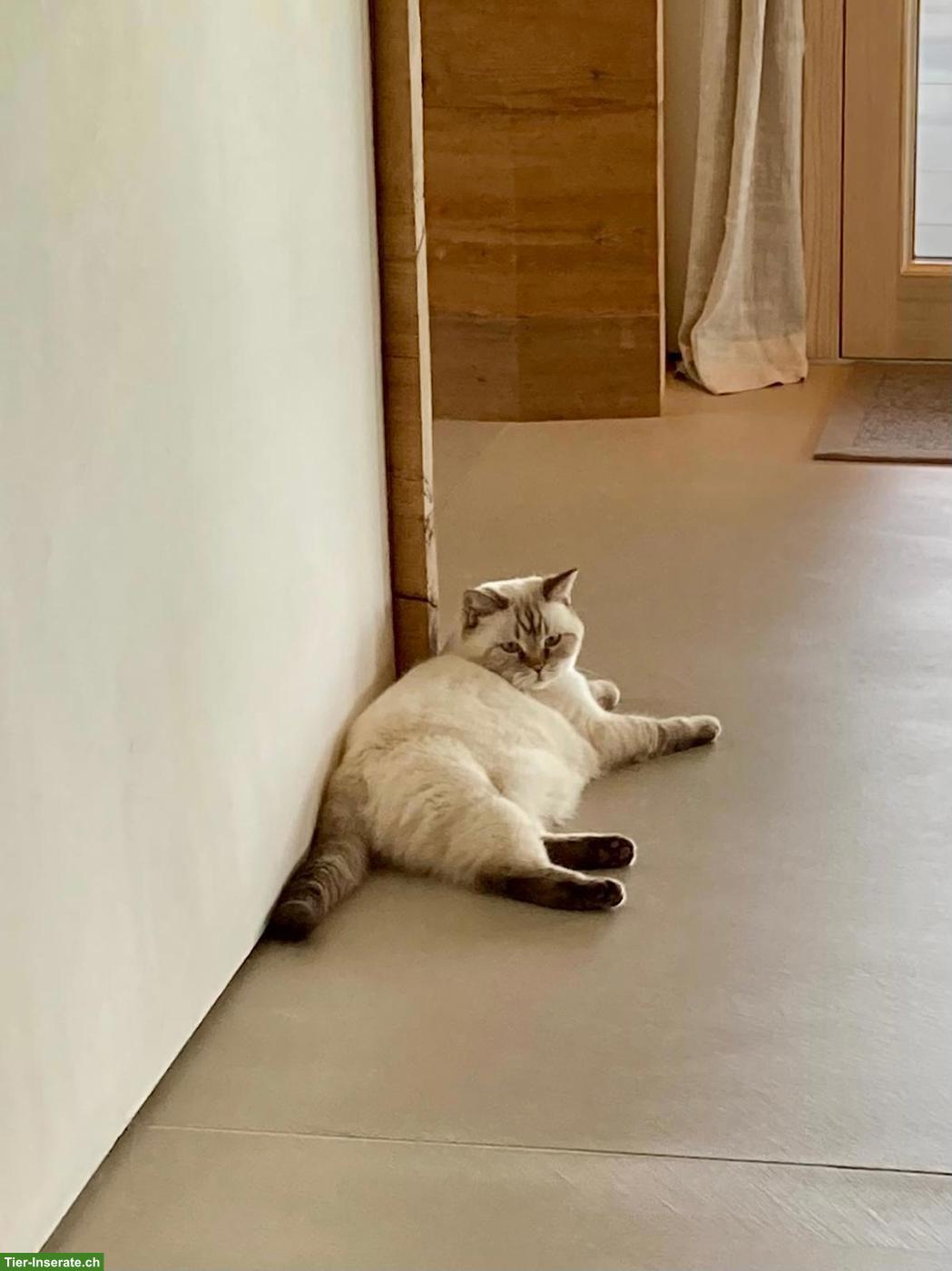 Bild 2: 2 wunderbare BKH Kater suchen neues Zuhause