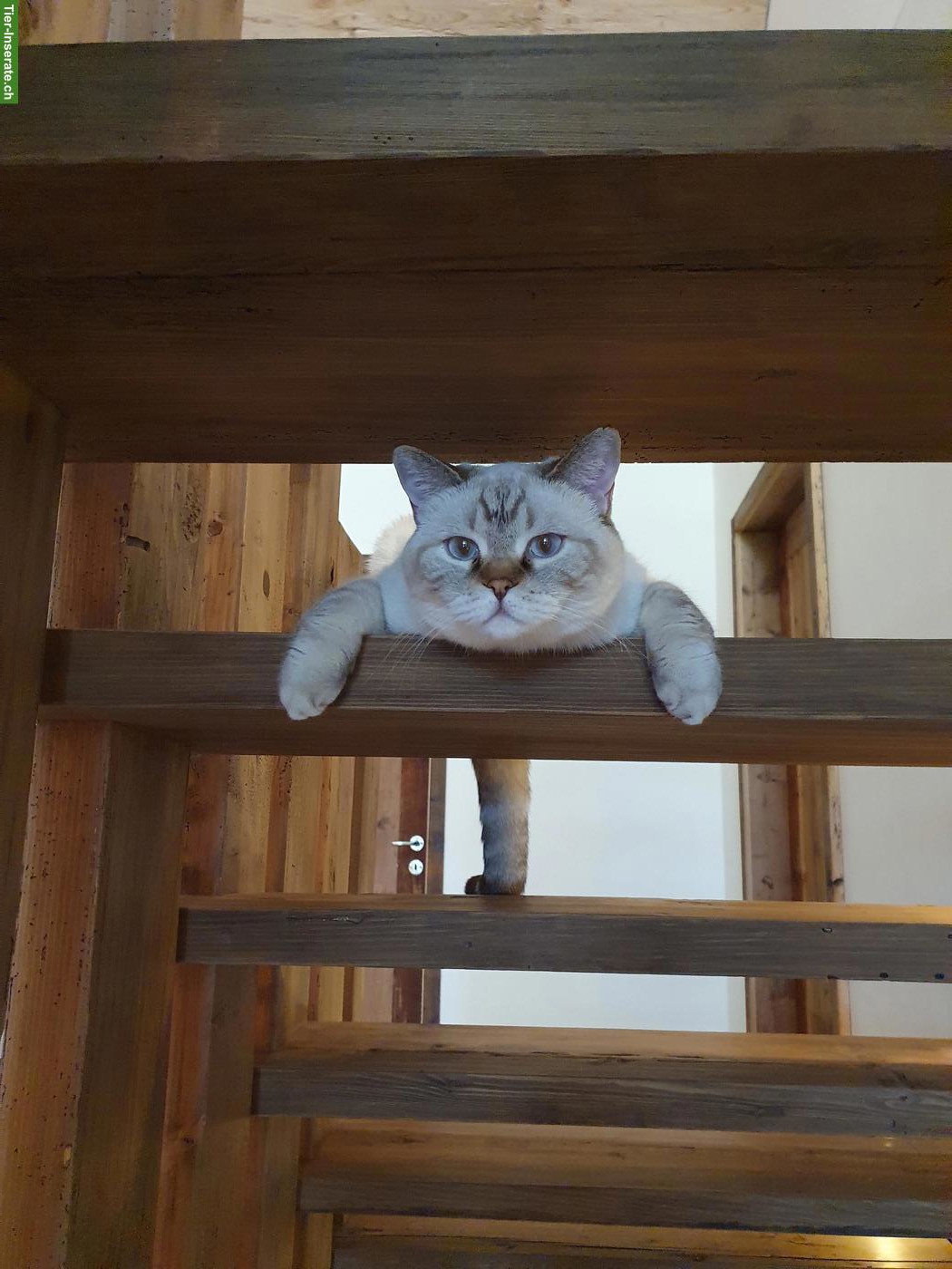 Bild 3: 2 wunderbare BKH Kater suchen neues Zuhause