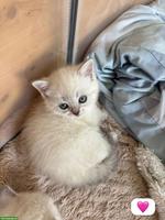 Britisch Kurzhaar Kitten zu verkaufen