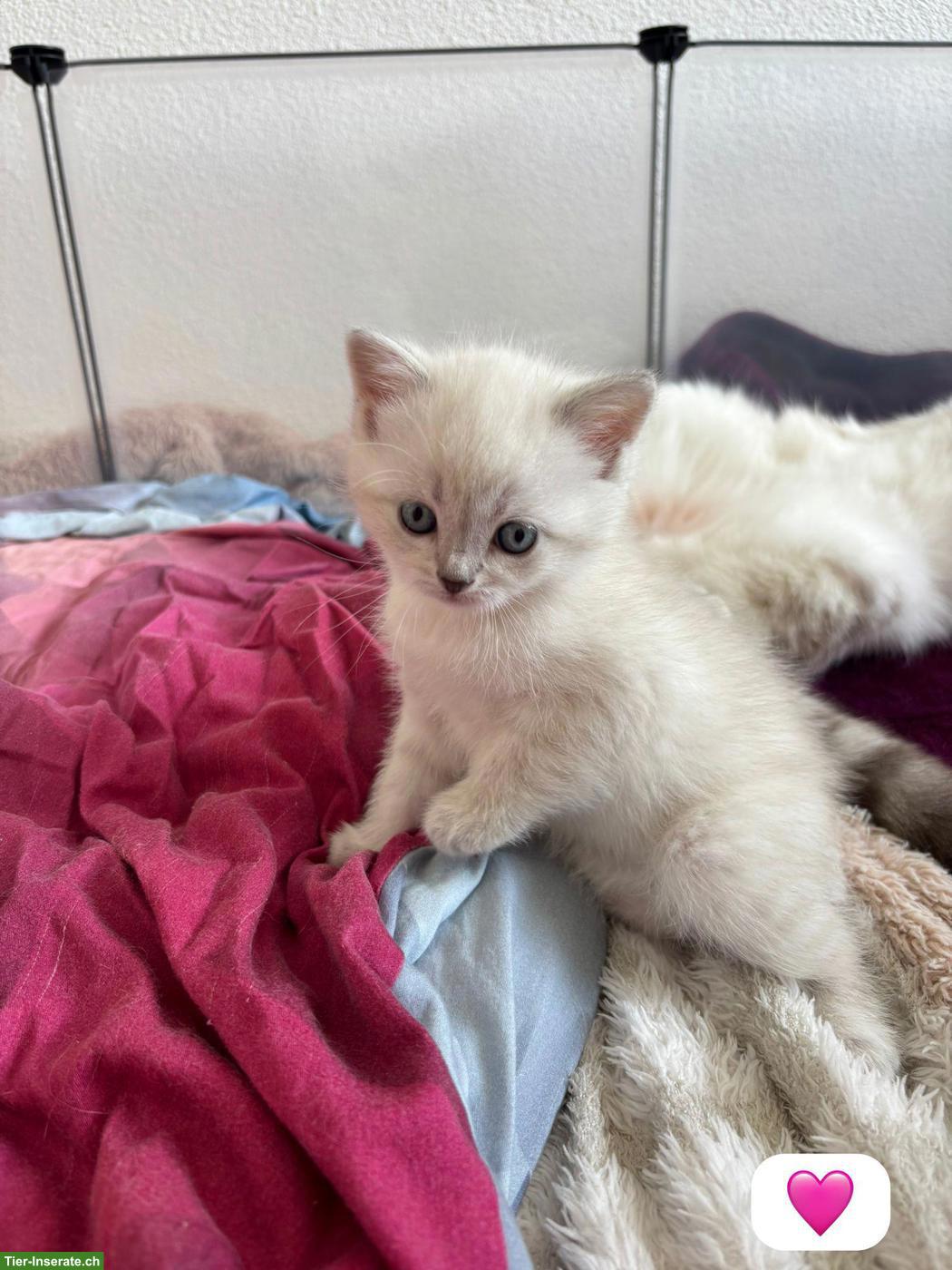 Bild 2: Britisch Kurzhaar Kitten zu verkaufen
