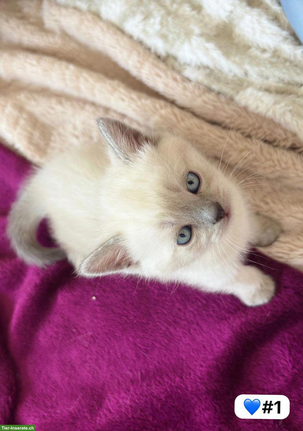 Bild 3: Britisch Kurzhaar Kitten zu verkaufen