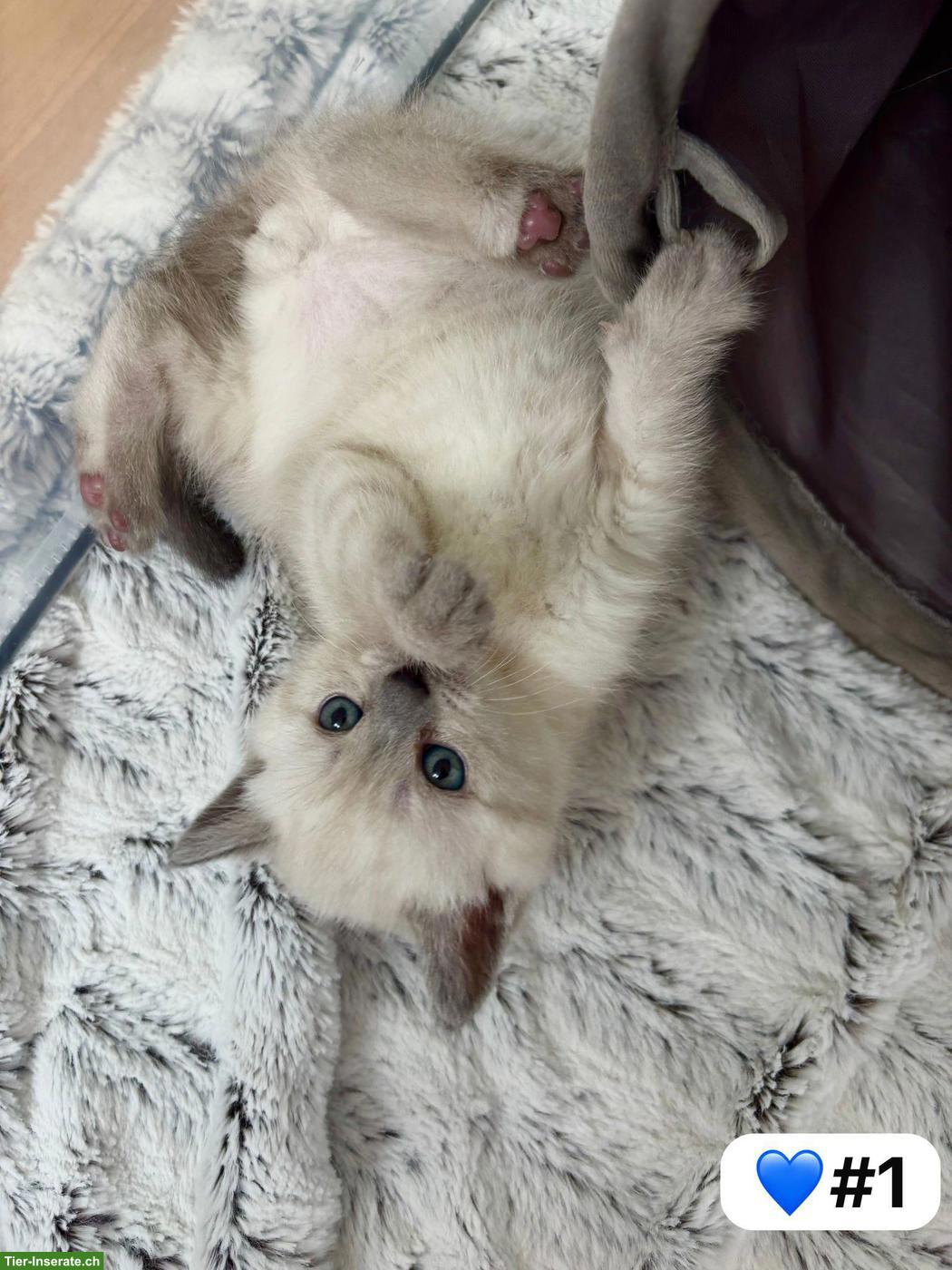 Bild 4: Britisch Kurzhaar Kitten zu verkaufen