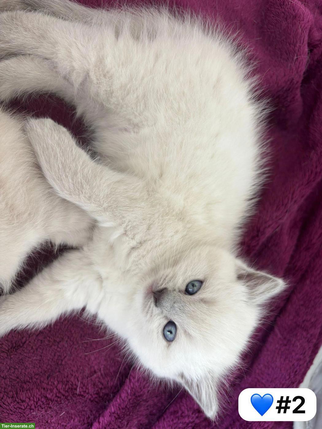 Bild 5: Britisch Kurzhaar Kitten zu verkaufen