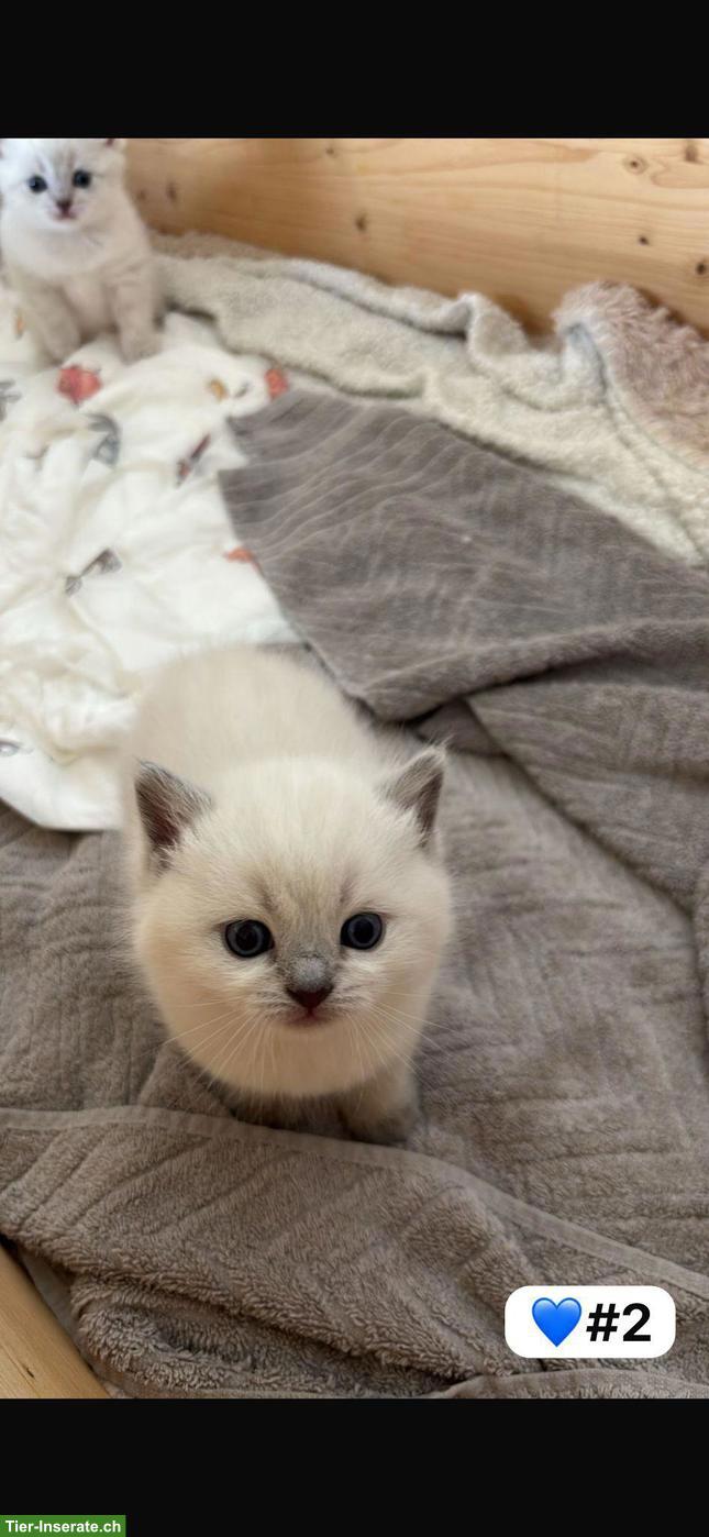 Bild 6: Britisch Kurzhaar Kitten zu verkaufen