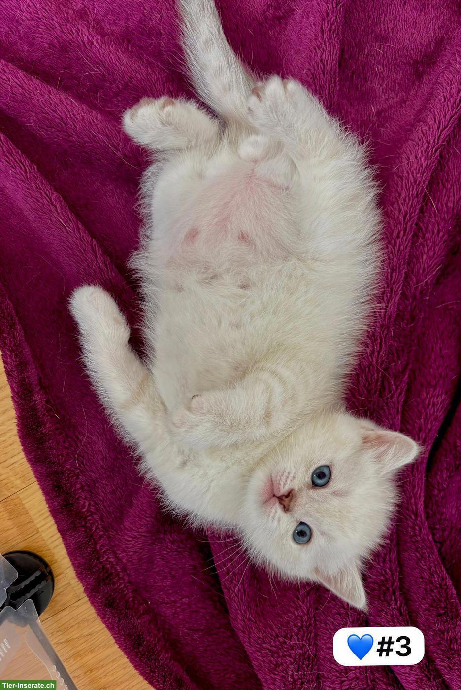Bild 7: Britisch Kurzhaar Kitten zu verkaufen