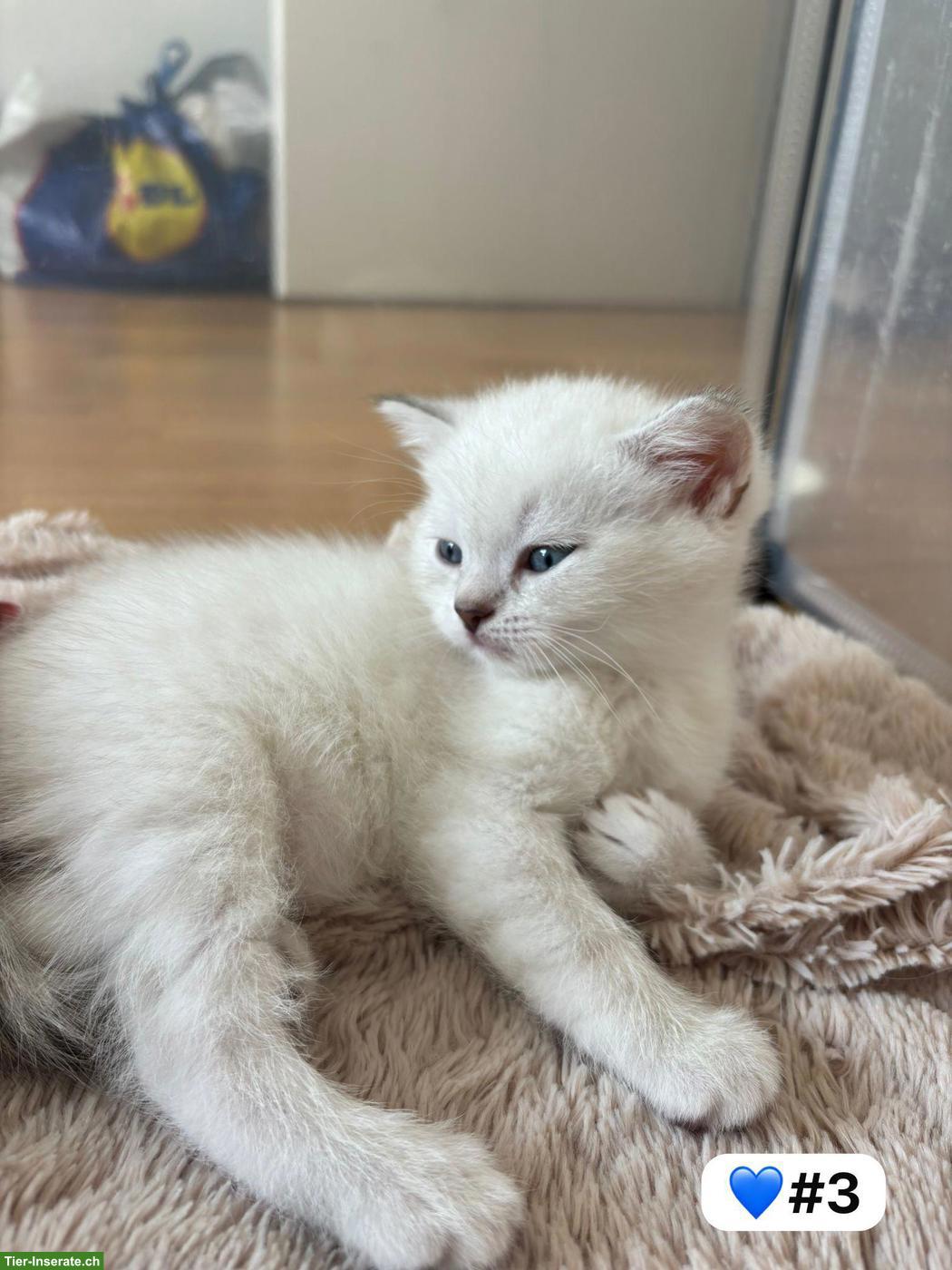Bild 8: Britisch Kurzhaar Kitten zu verkaufen