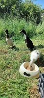 Laufenten abzugeben, 2 Erpel & 1 Ente