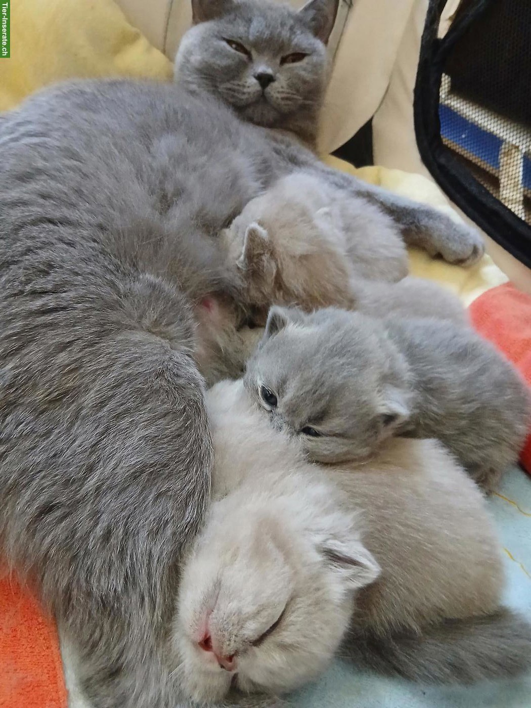 BKH Babykatzen in creme lila zu vergeben