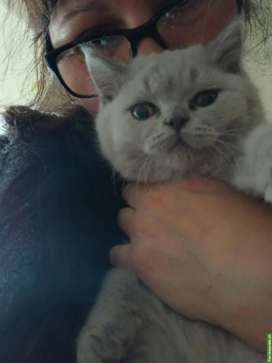 Bild 2: BKH Babykatzen in creme lila zu vergeben
