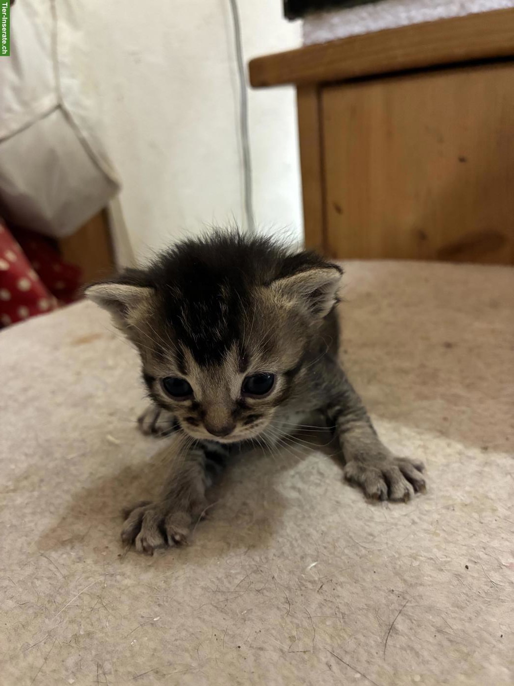 Zauberhafte Bengal x Britisch Langhaar Mix Kitten
