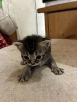 Zauberhafte Bengal x Britisch Langhaar Mix Kitten