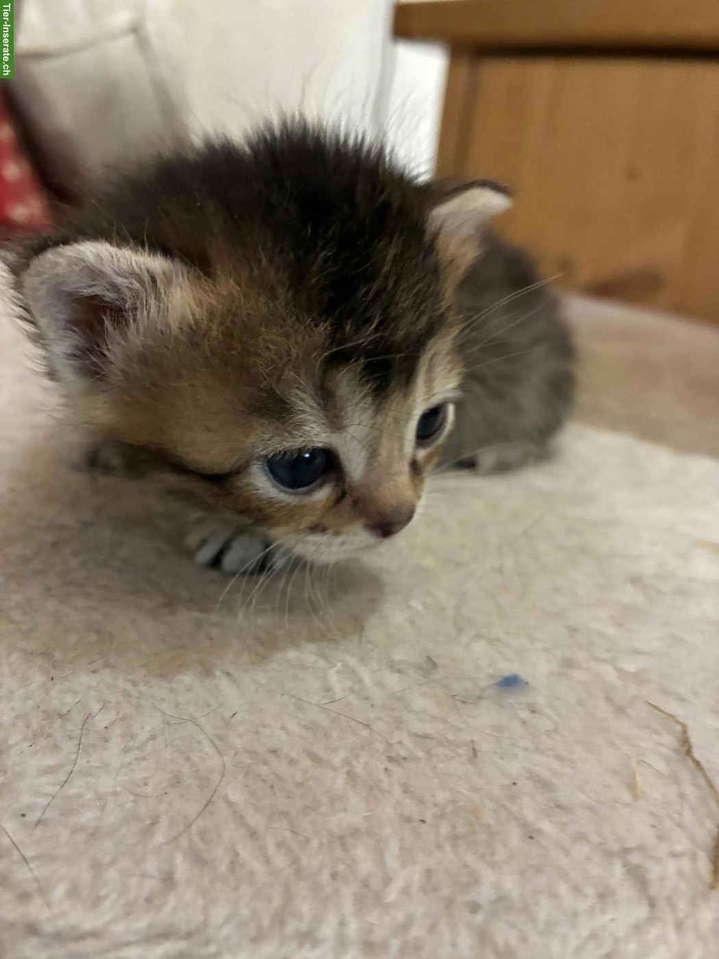 Bild 2: Zauberhafte Bengal x Britisch Langhaar Mix Kitten