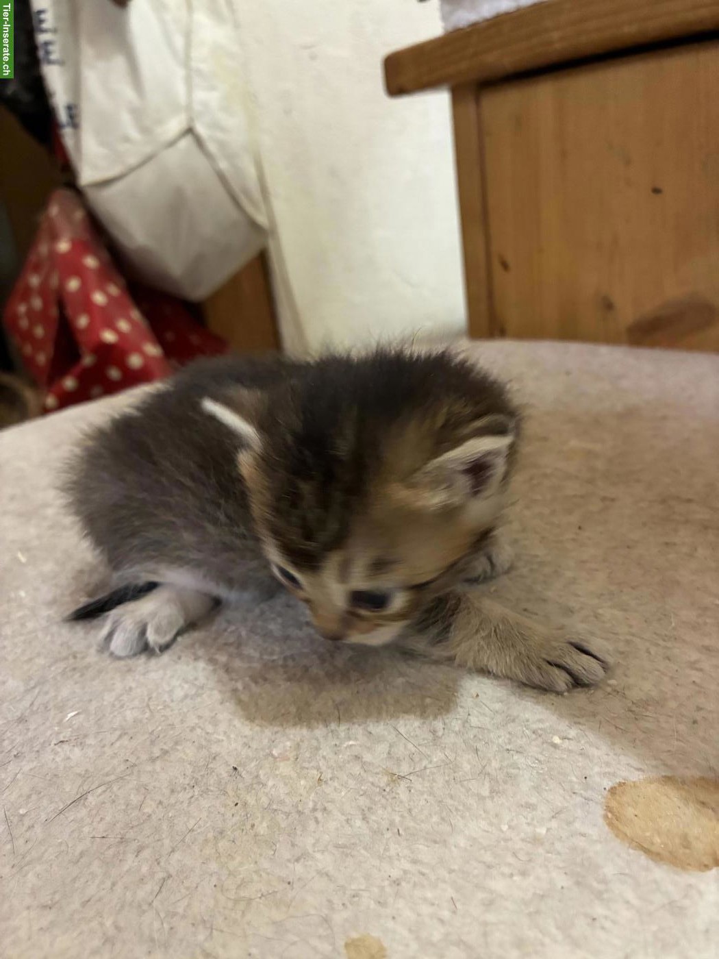 Bild 3: Zauberhafte Bengal x Britisch Langhaar Mix Kitten