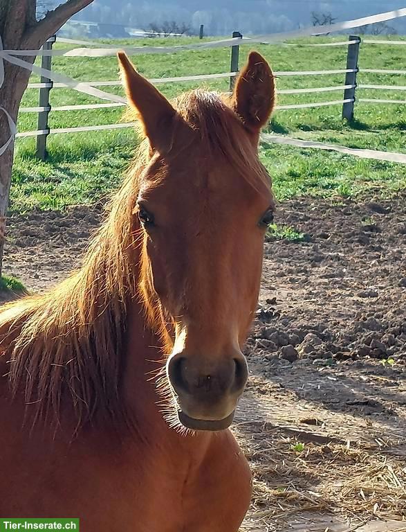 Araber Hengst, 2 Jahre alt