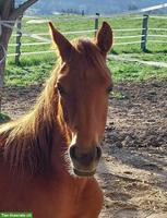 Araber Hengst, 2 Jahre alt