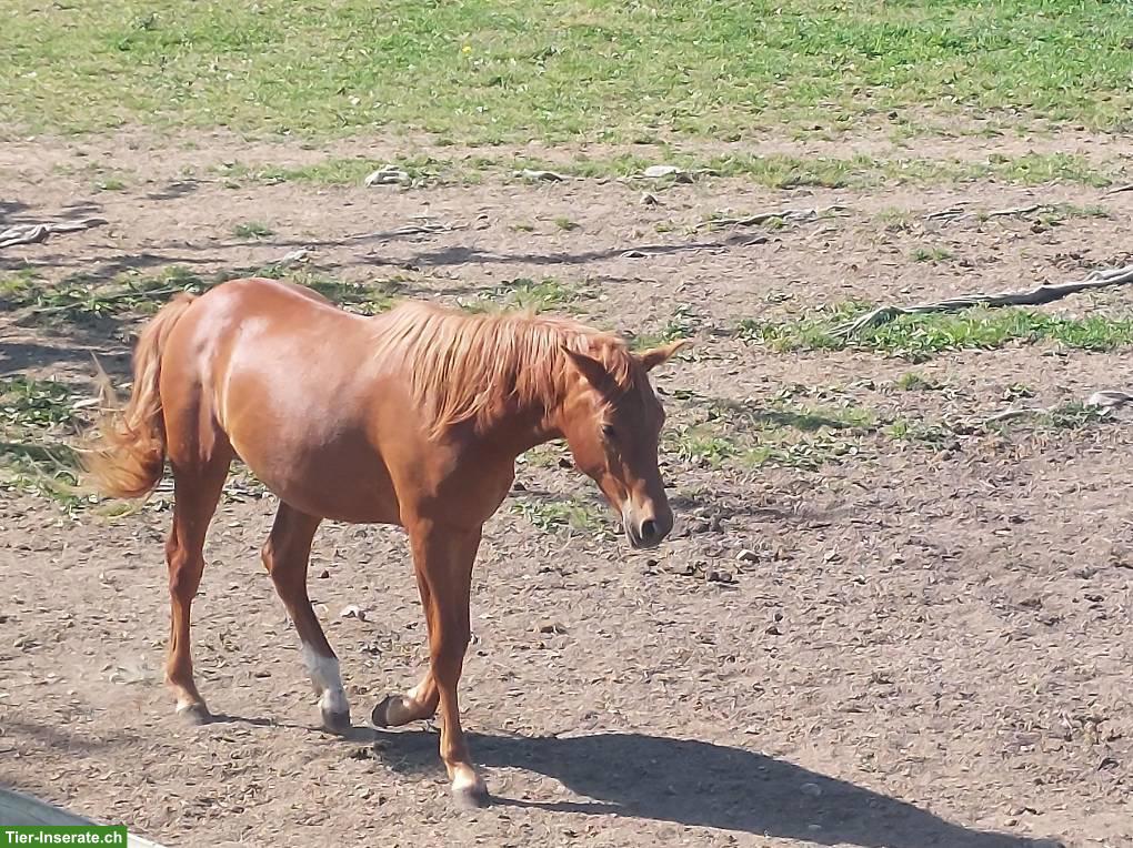 Bild 2: Araber Hengst, 2 Jahre alt