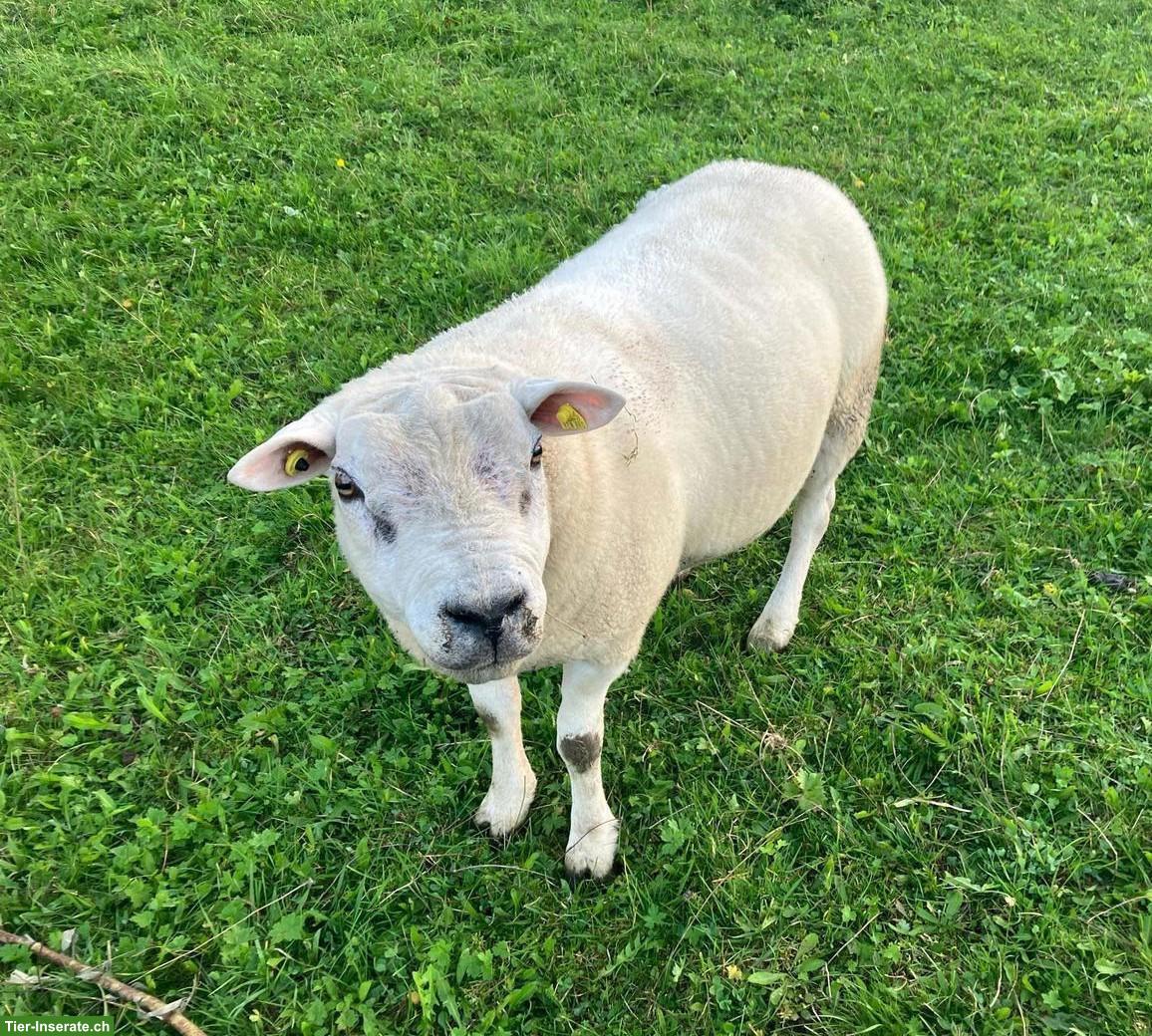 Texel Schafbock zu verkaufen