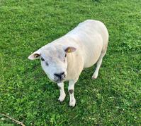 Texel Schafbock zu verkaufen