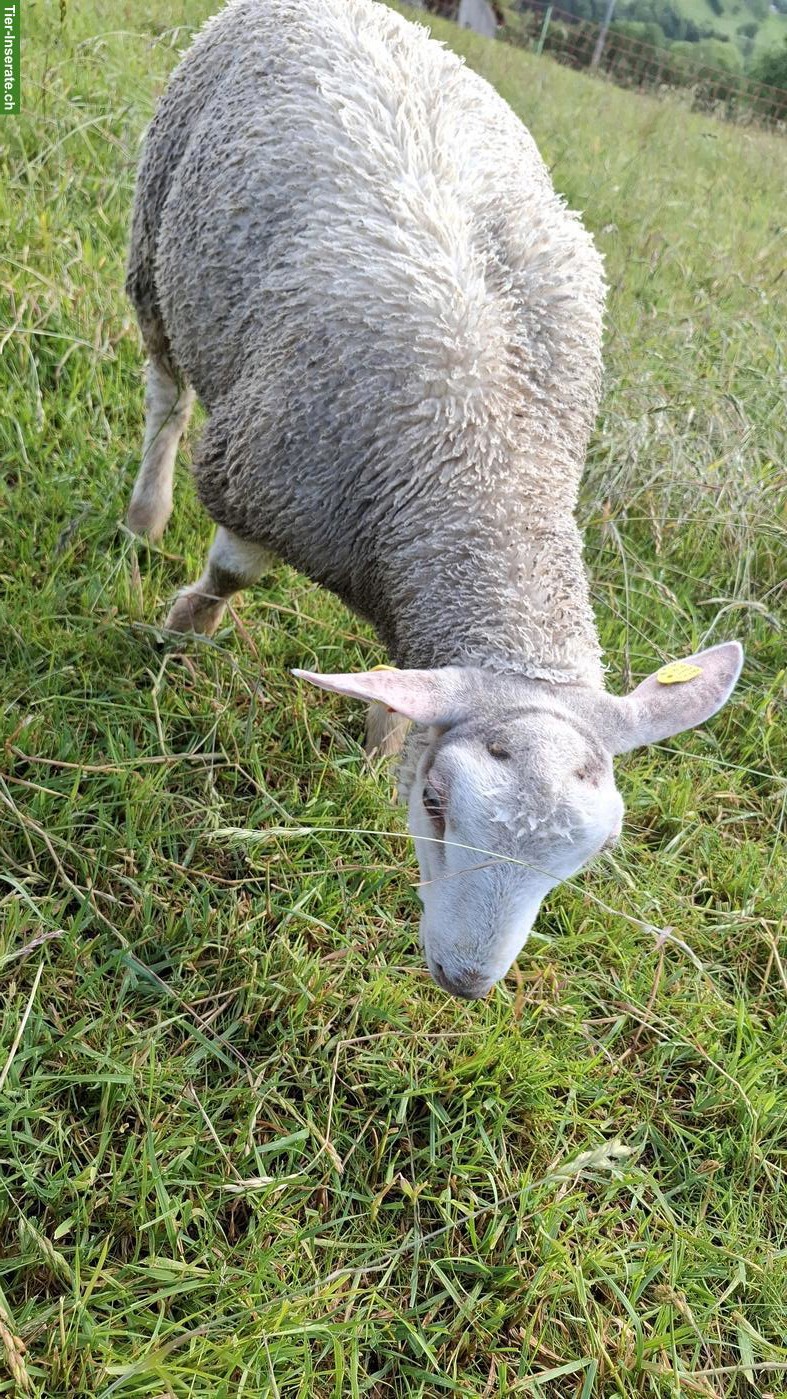 Junger Charolais Widder zu verkaufen