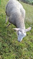 Junger Charolais Widder zu verkaufen
