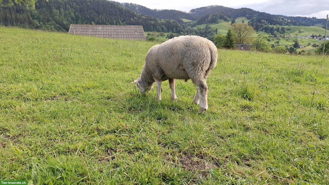 Bild 2: Junger Charolais Widder zu verkaufen