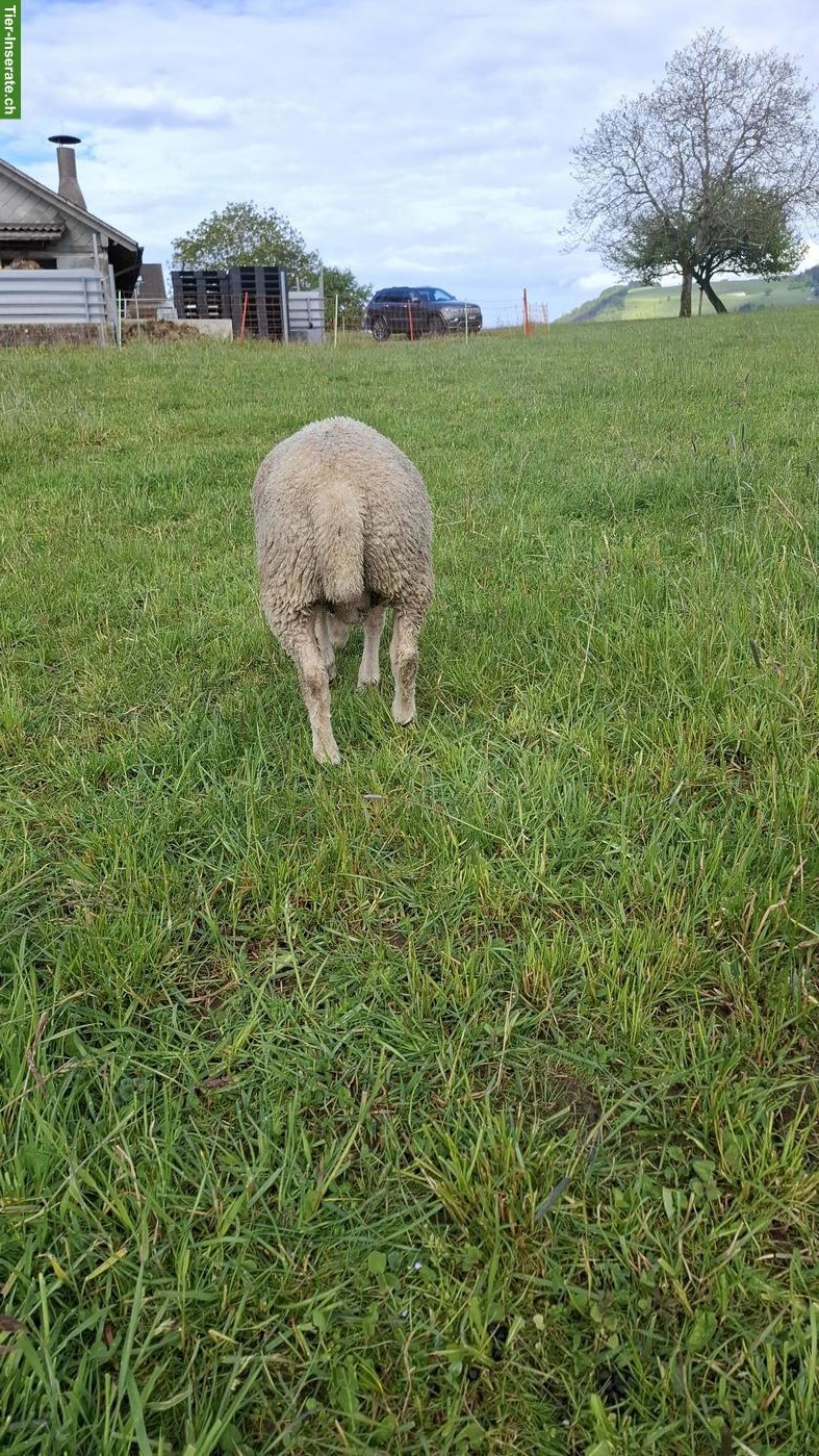 Bild 3: Junger Charolais Widder zu verkaufen