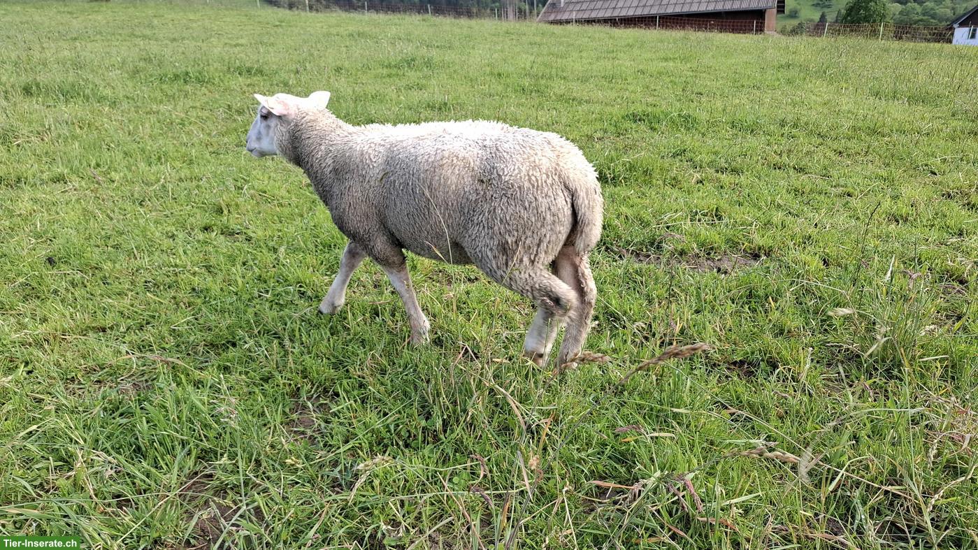 Bild 5: Junger Charolais Widder zu verkaufen