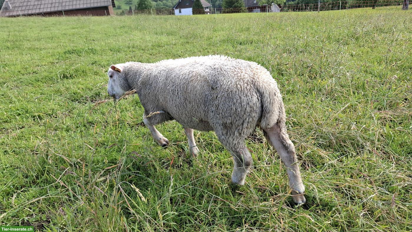 Bild 6: Junger Charolais Widder zu verkaufen
