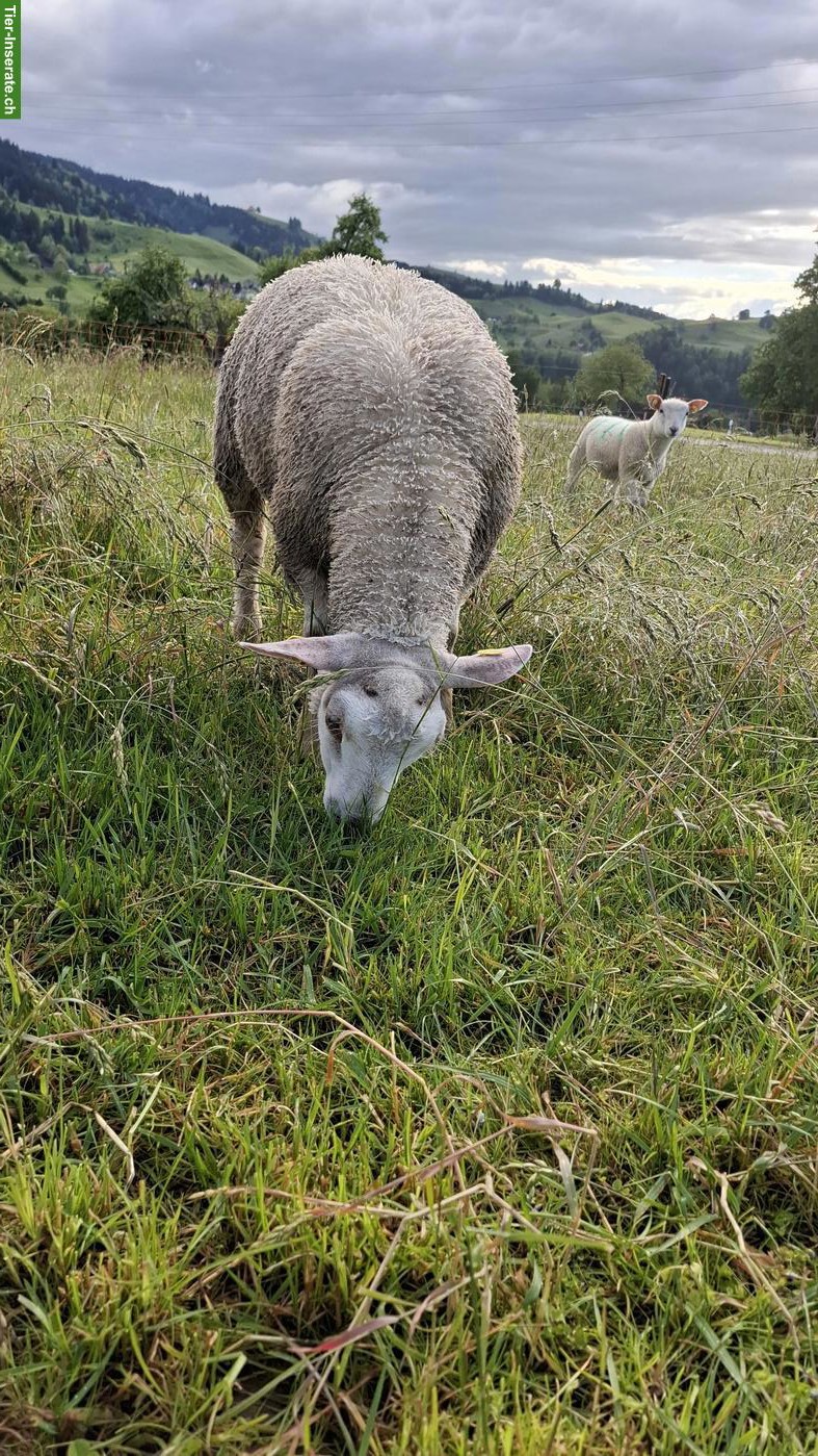 Bild 7: Junger Charolais Widder zu verkaufen
