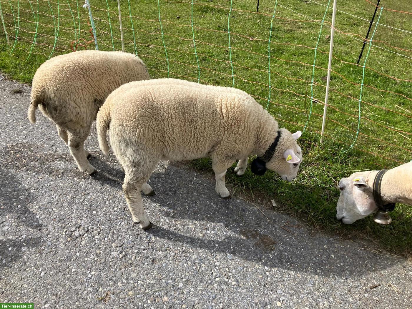 Reinrassige Texel Schafböcke stehen zu Zucht zur Verfügung