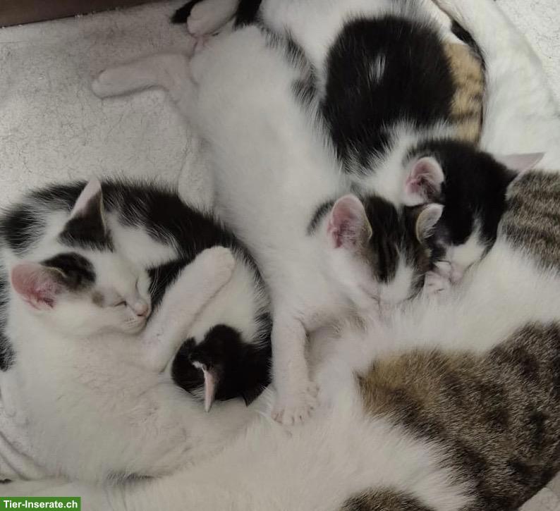 EKH x Maine Coon Kitten