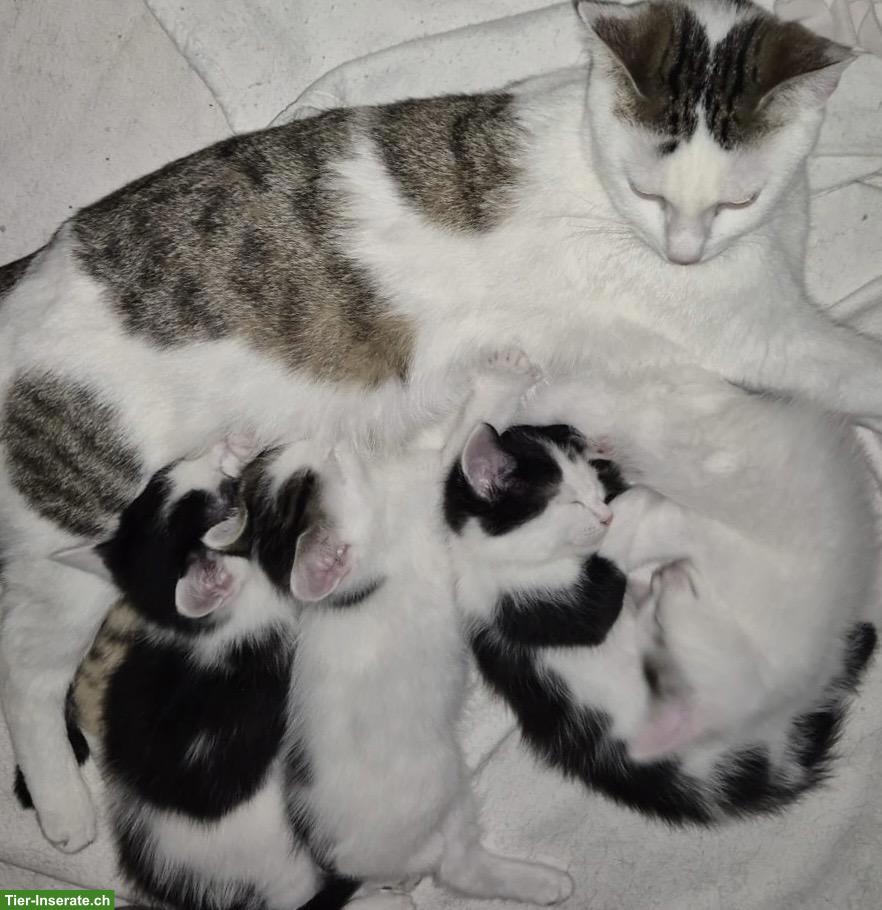 Bild 2: EKH x Maine Coon Kitten