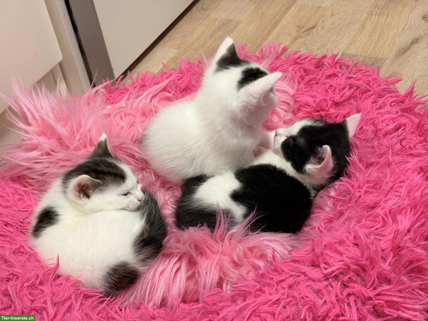 Bild 4: EKH x Maine Coon Kitten